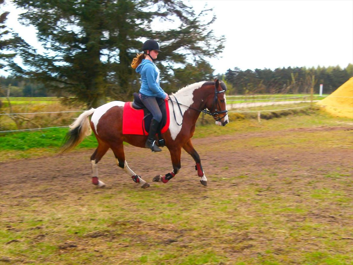 Pinto lyna SOLGT billede 4