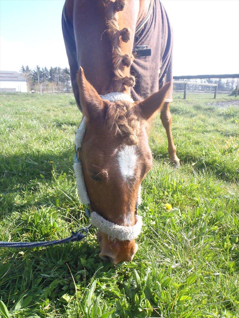 Welsh Pony af Cob-type (sec C) Tjekita - Du er guddommelig smuk!<3 billede 4