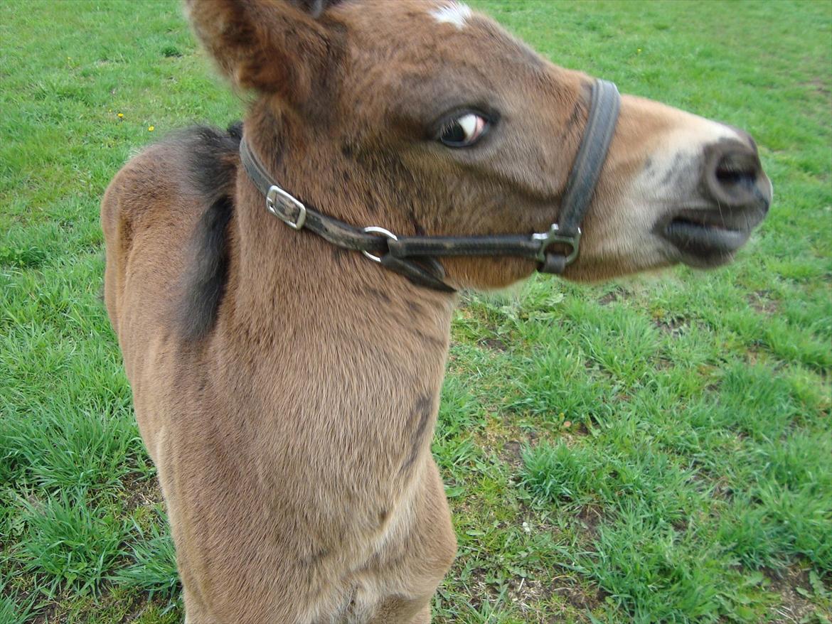 Pinto Pilegårdens Fullmoon (Tidligere hest) - Skal jeg ha snor på ? Du blir klogere  billede 11