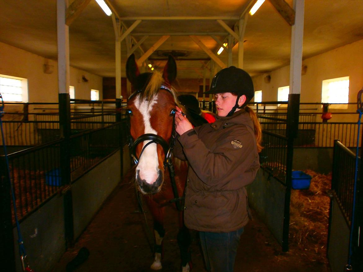 Pinto lyna SOLGT billede 5