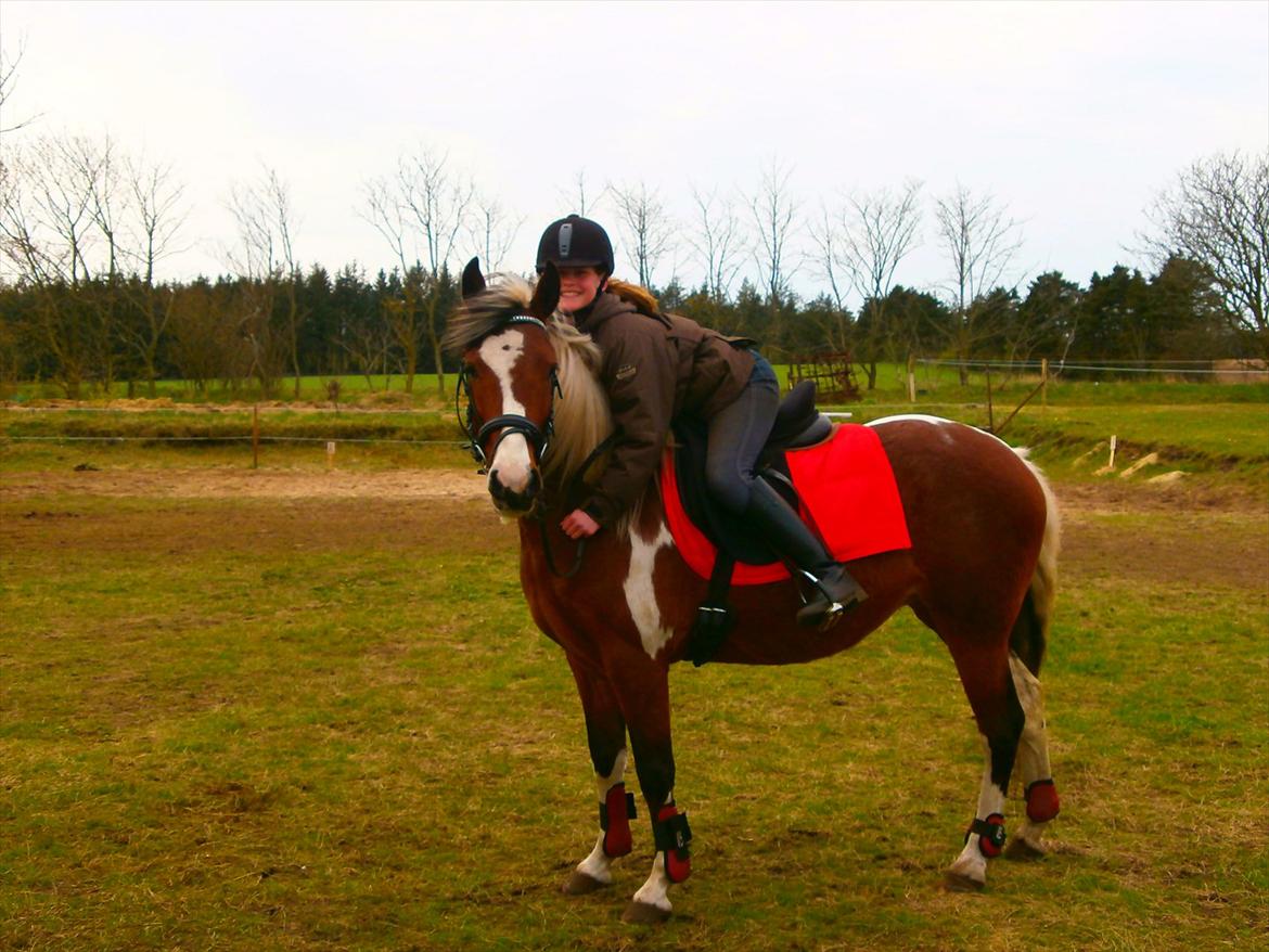 Pinto lyna SOLGT billede 6