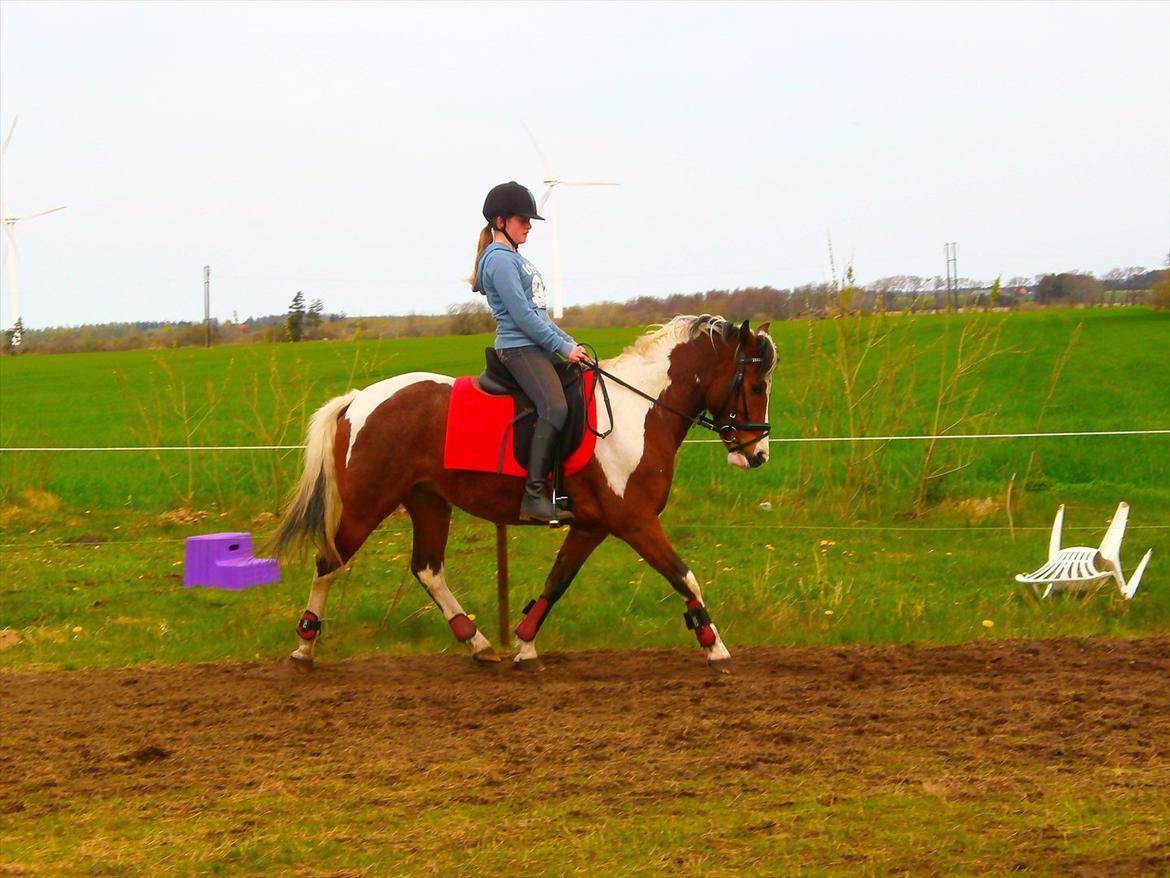 Pinto lyna SOLGT billede 7