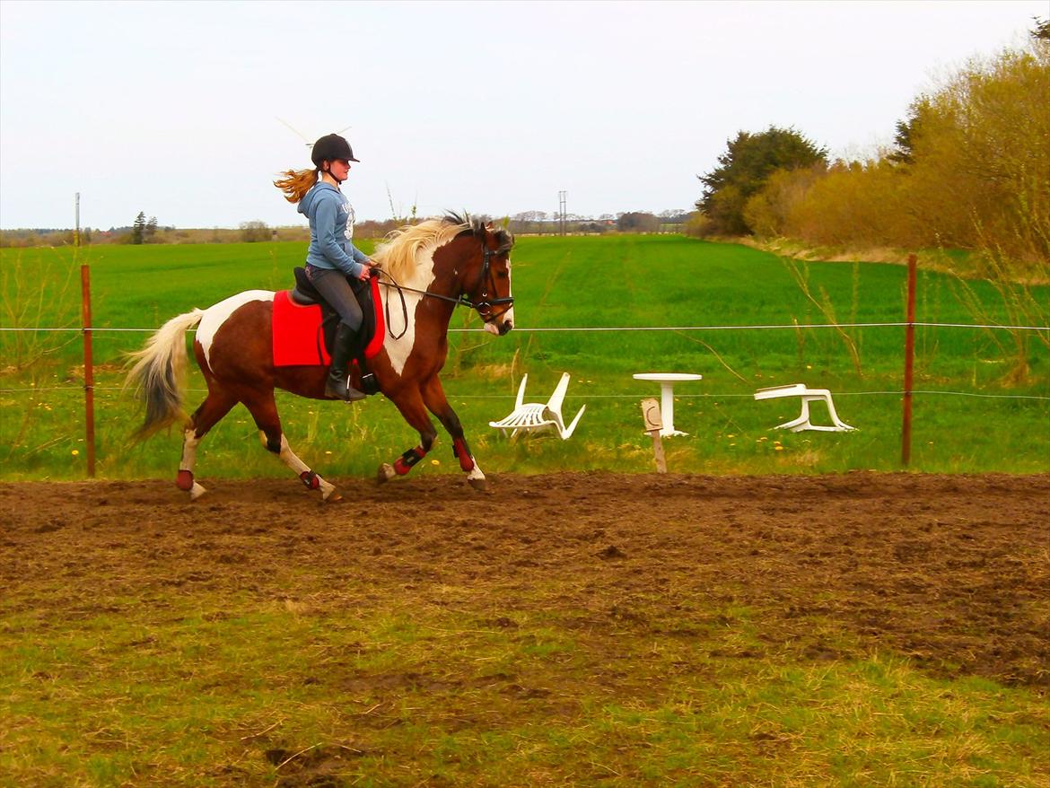 Pinto lyna SOLGT billede 8