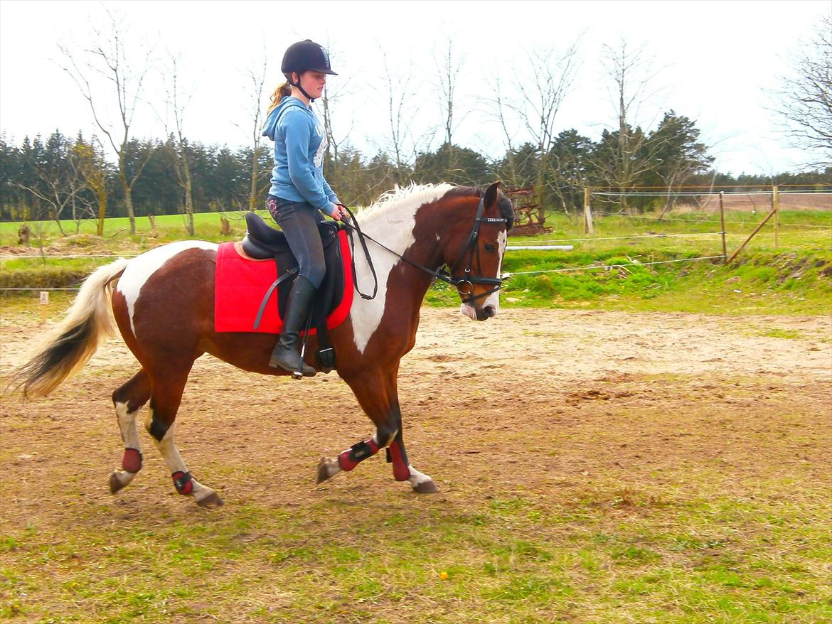 Pinto lyna SOLGT billede 9