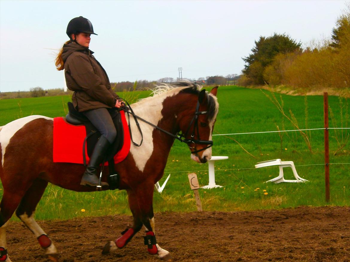 Pinto lyna SOLGT billede 10