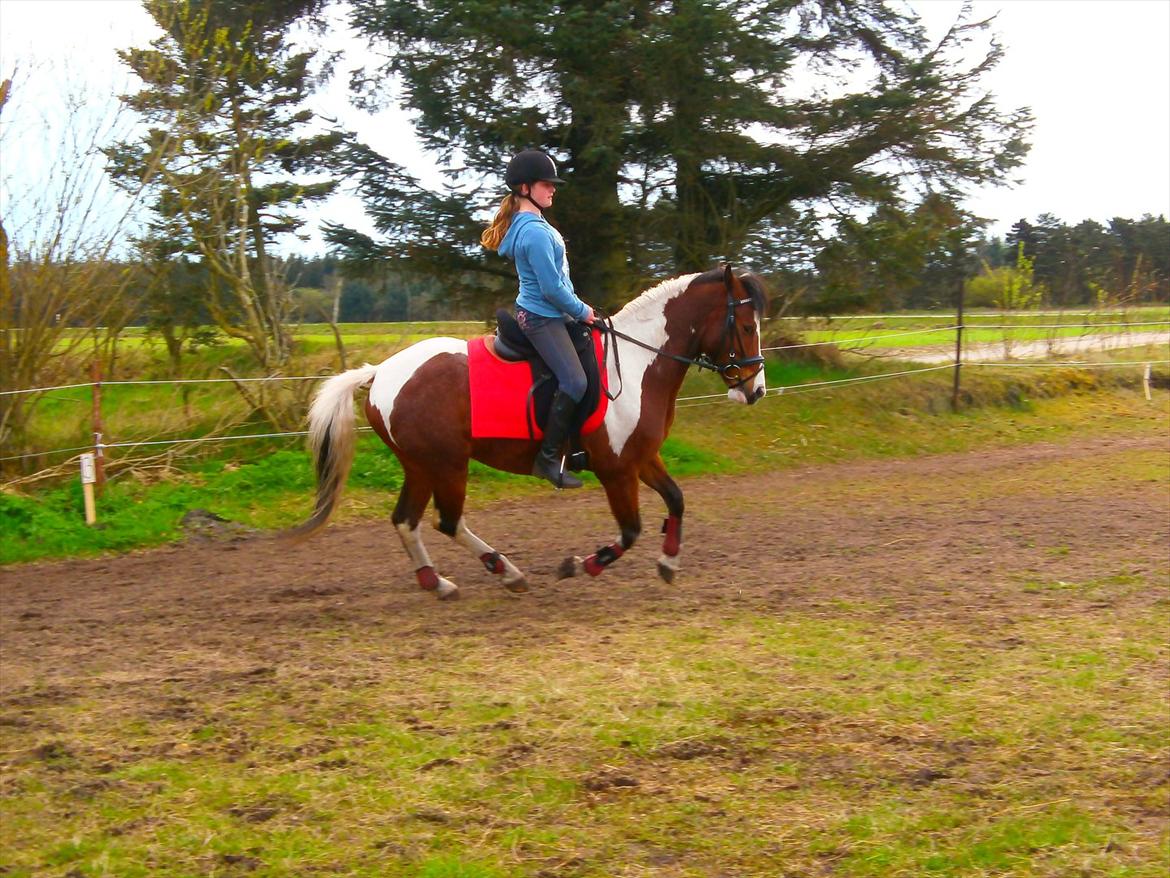 Pinto lyna SOLGT billede 11