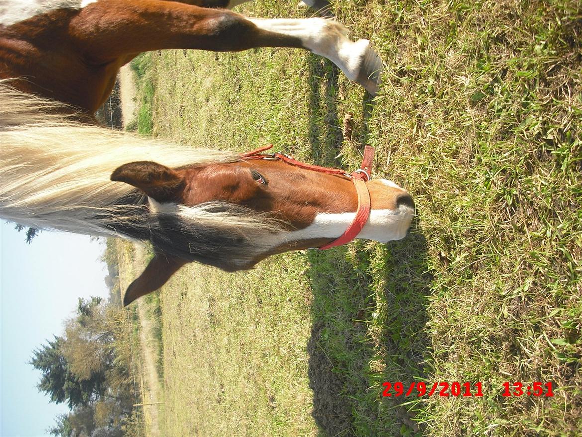 Pinto lyna SOLGT billede 12