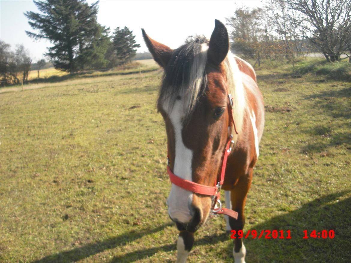 Pinto lyna SOLGT billede 13