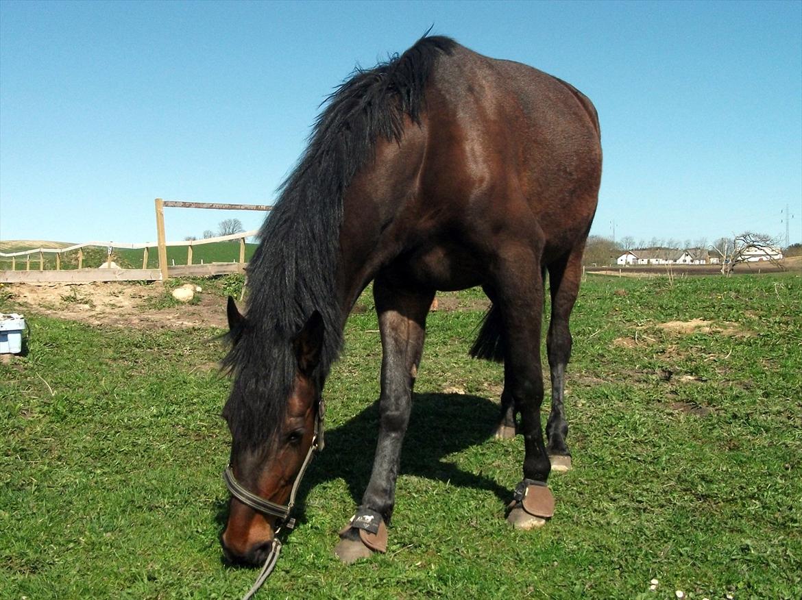 Traver Odessa B billede 5