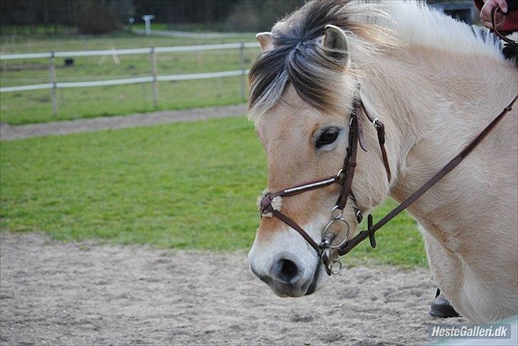 Fjordhest Freyja billede 14