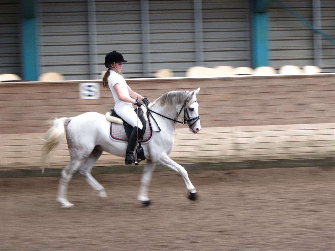 DSP Armani billede 4