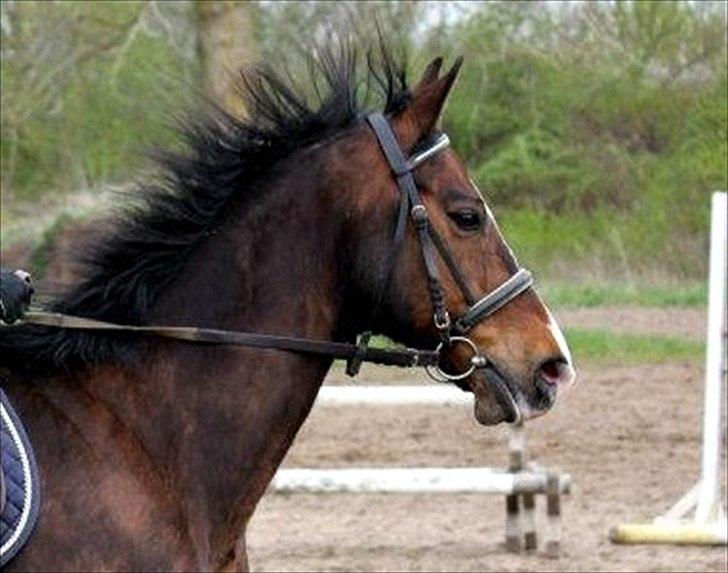 Dansk Varmblod Royal Back - Når springhesten skal luftes... :-) billede 6