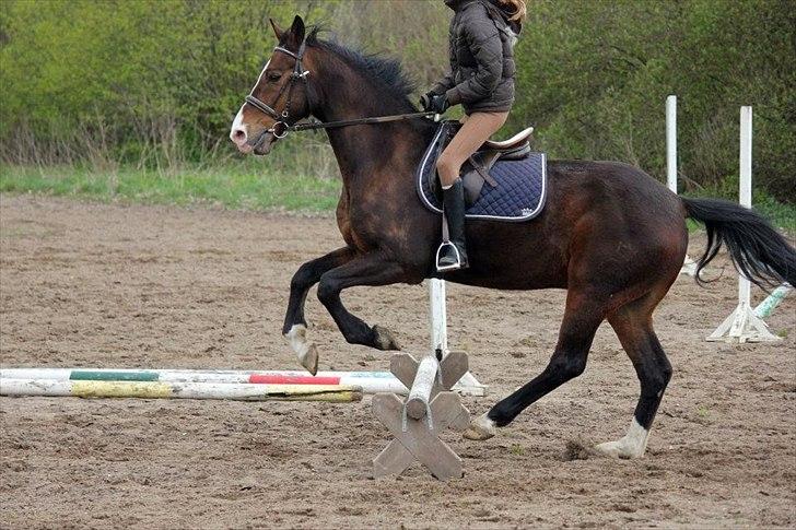Dansk Varmblod Royal Back - Er godt klar over, at jeg ikke er helt med ham her. :-)
Springfyren redder dressurrøven.<3 billede 10