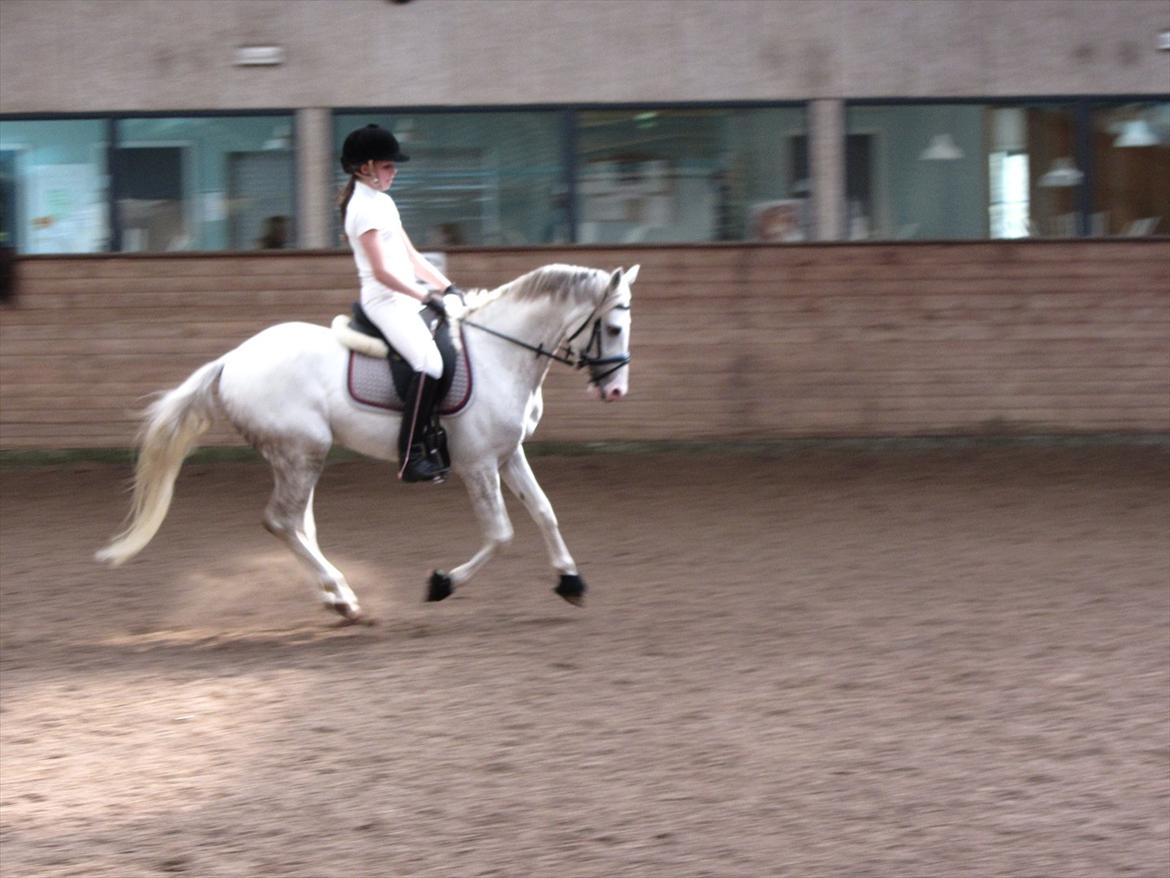 DSP Armani billede 11