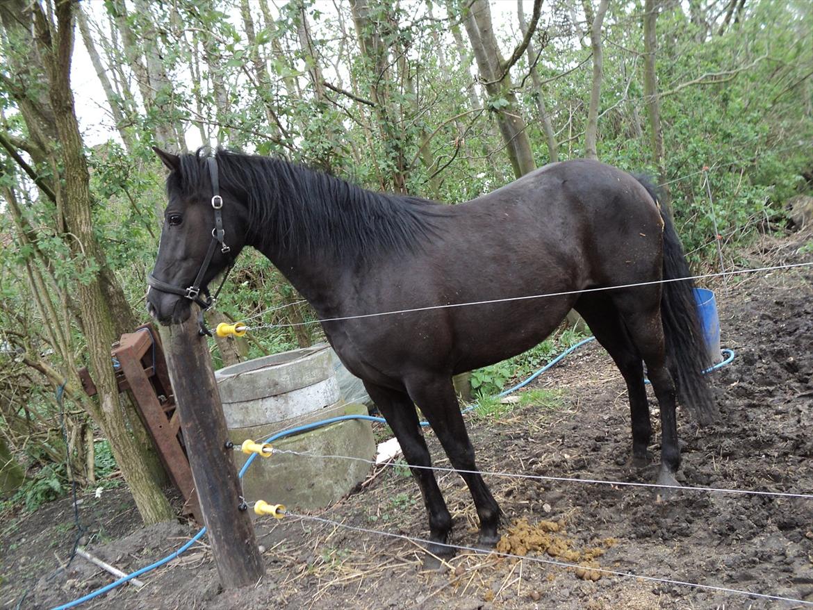 Anden særlig race Filly billede 1