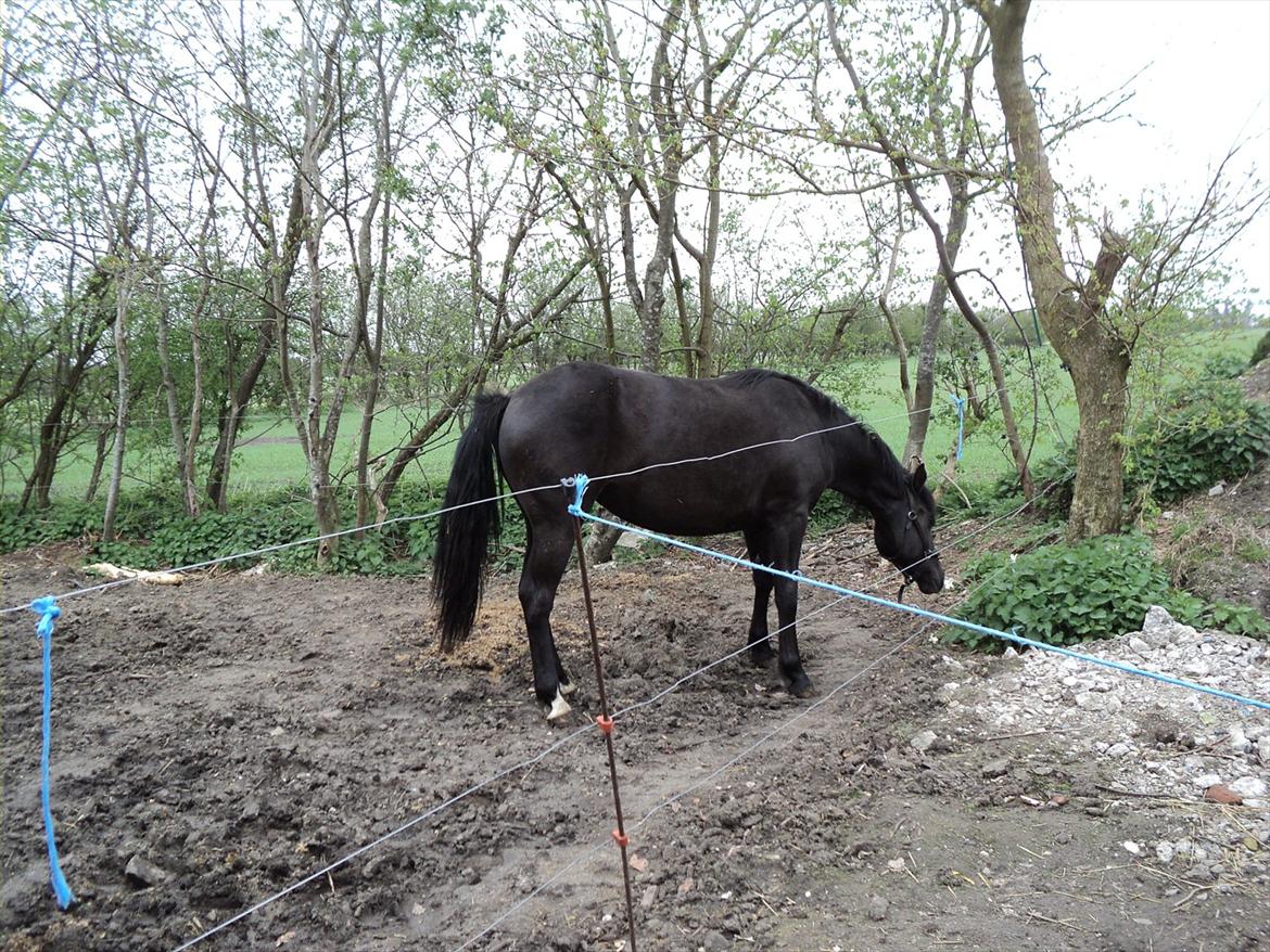 Anden særlig race Filly billede 2
