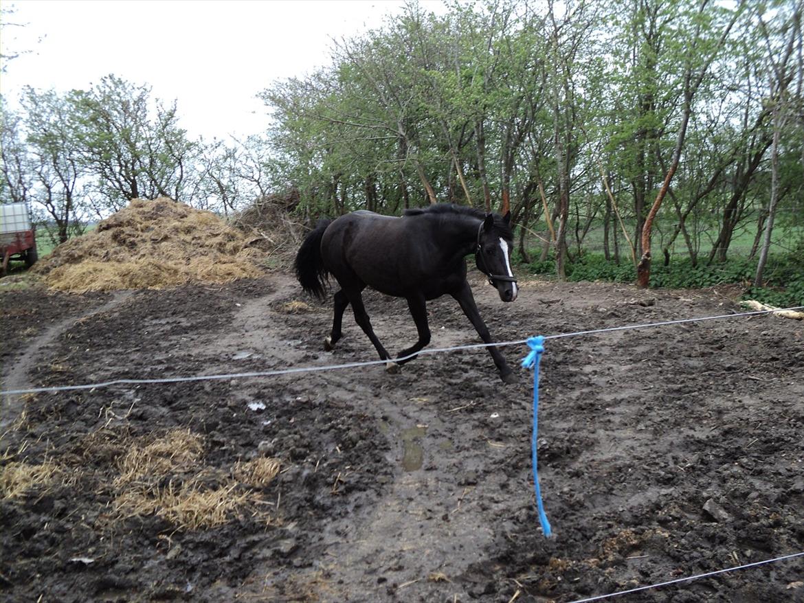 Anden særlig race Filly billede 3