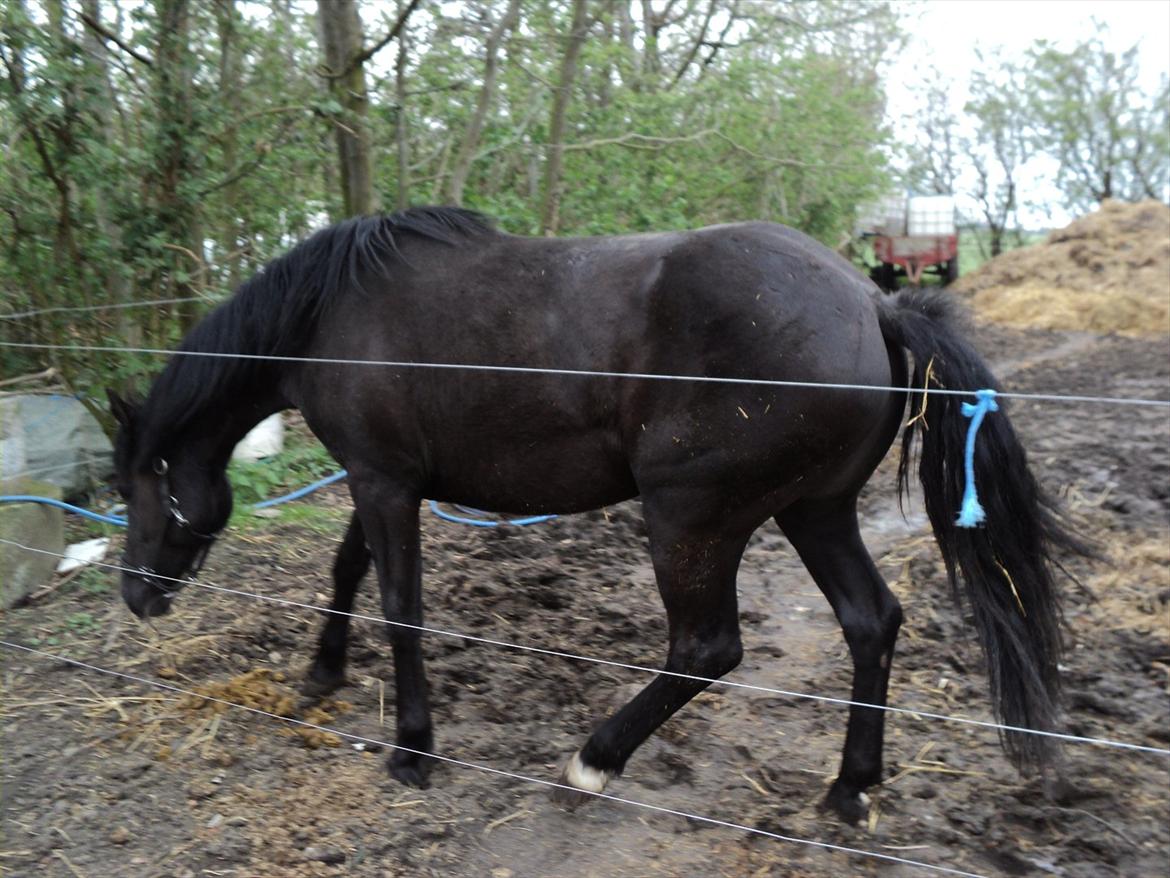 Anden særlig race Filly billede 4