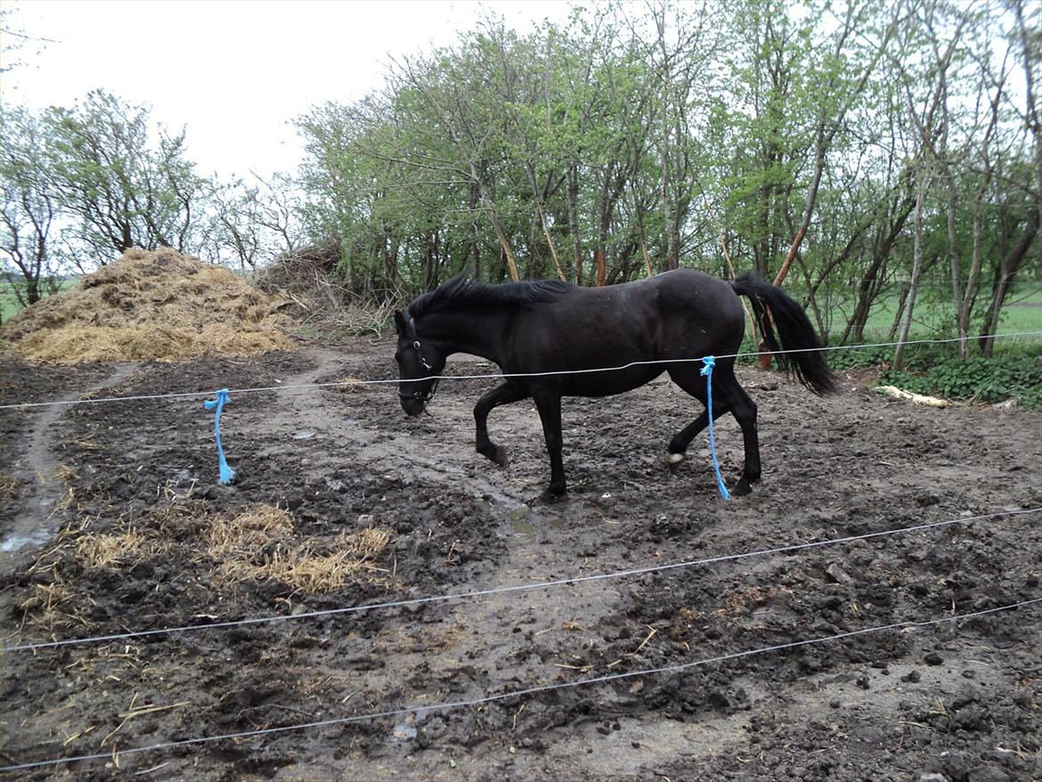 Anden særlig race Filly billede 5