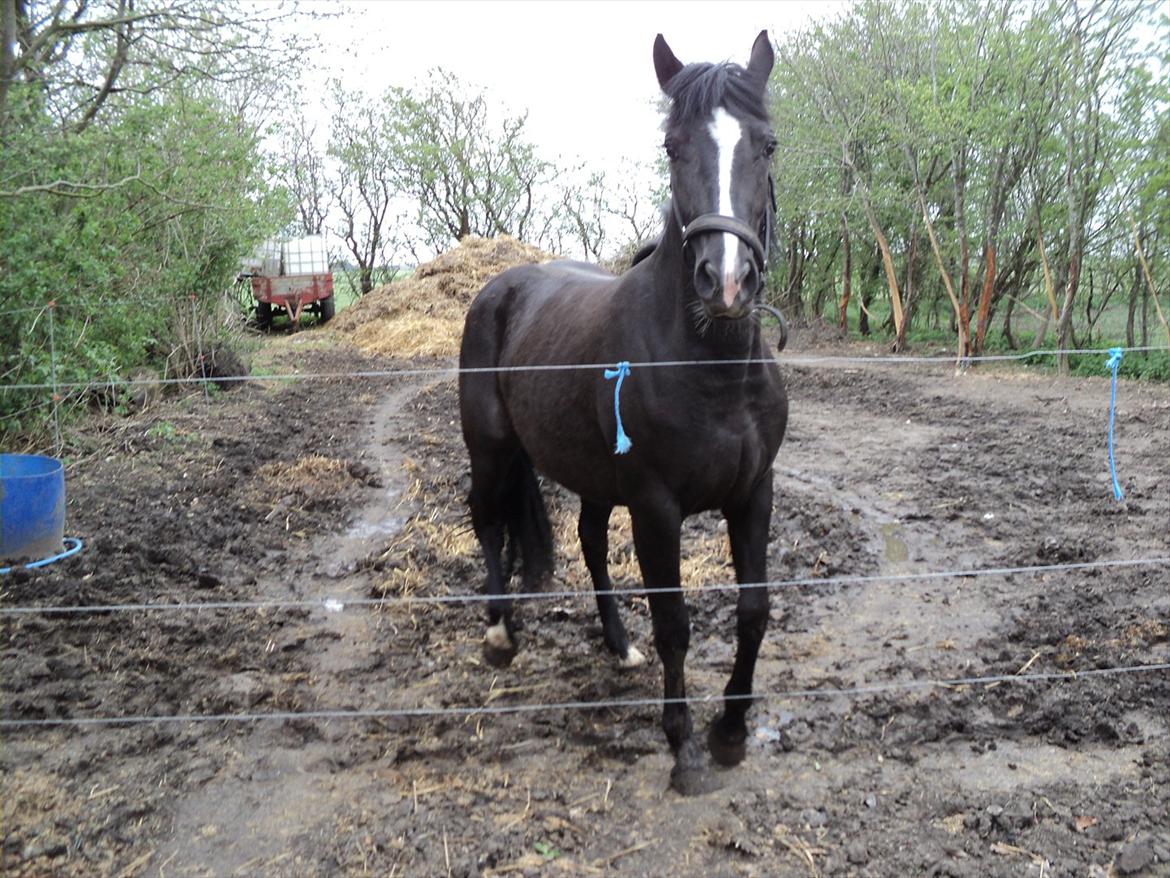 Anden særlig race Filly billede 6