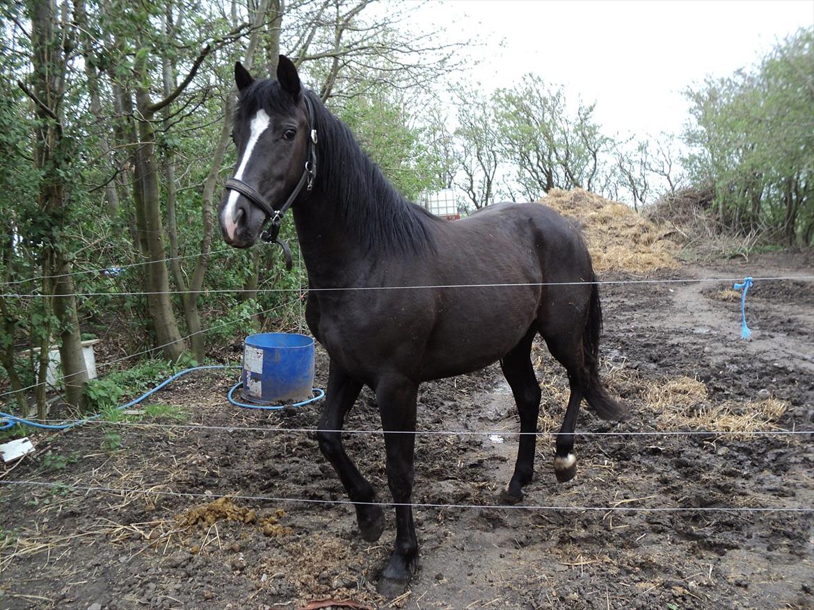 Anden særlig race Filly billede 7