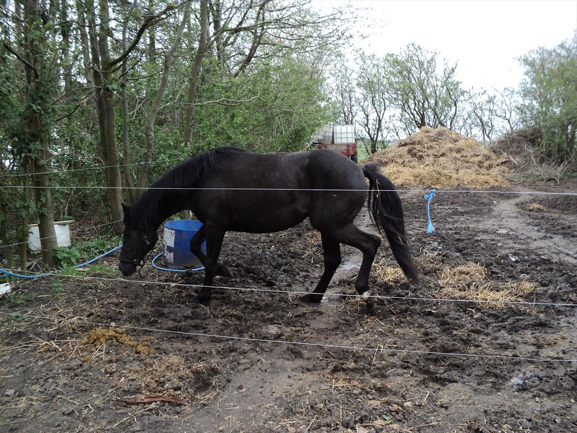 Anden særlig race Filly billede 8