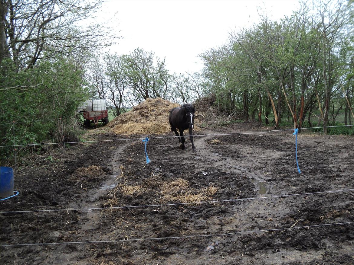 Anden særlig race Filly billede 9