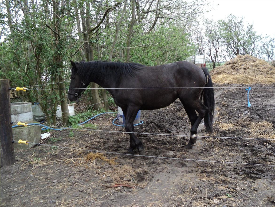 Anden særlig race Filly billede 10