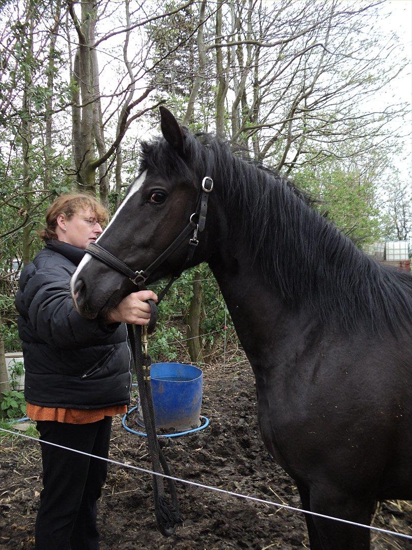 Anden særlig race Filly billede 11