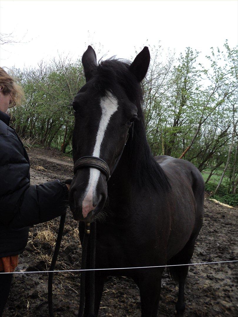 Anden særlig race Filly billede 12
