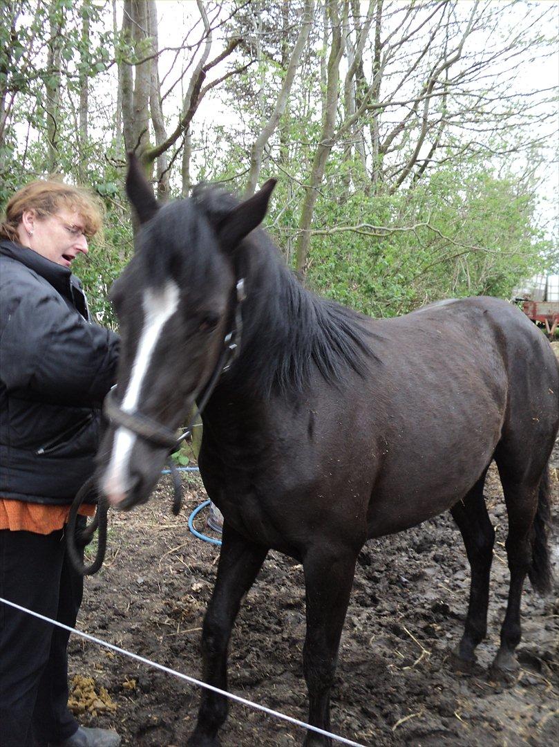 Anden særlig race Filly billede 13