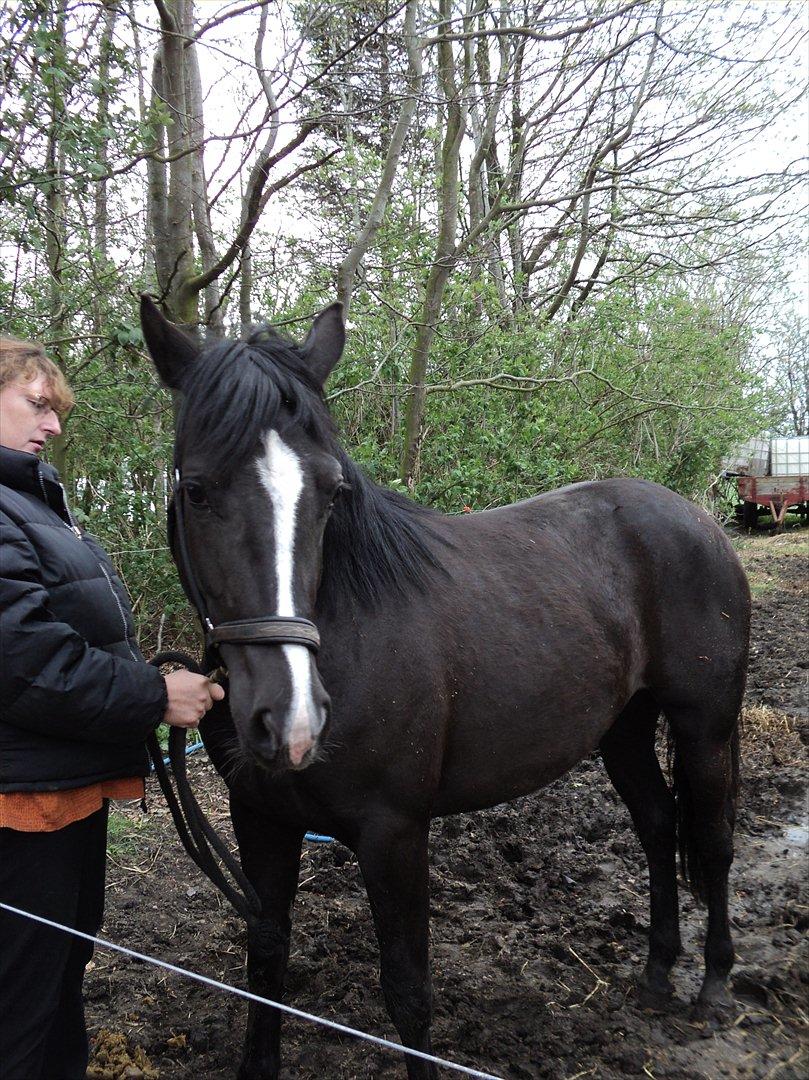Anden særlig race Filly billede 14