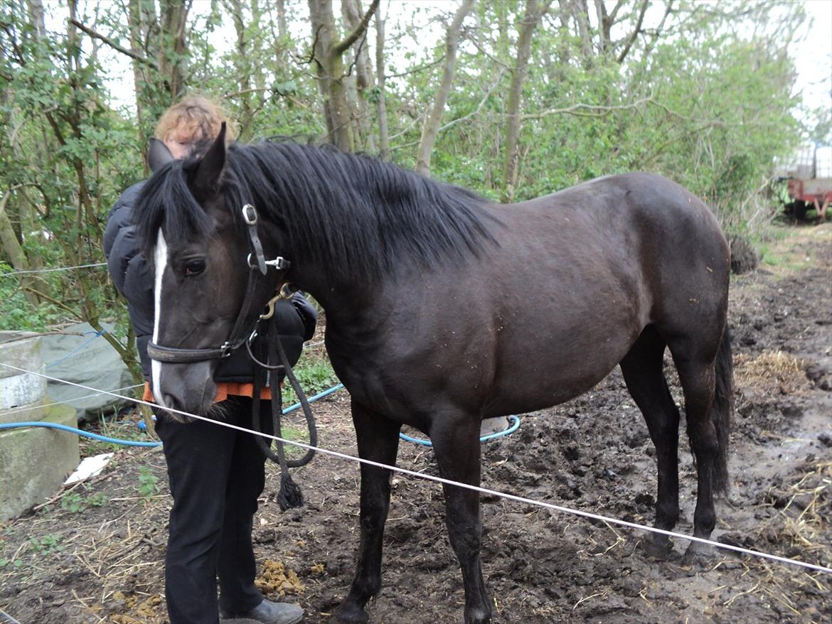 Anden særlig race Filly billede 15