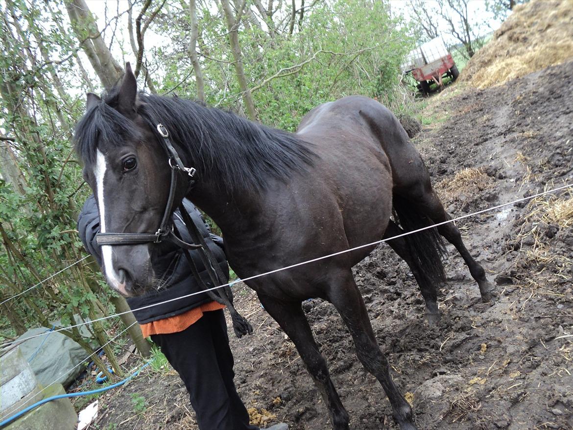 Anden særlig race Filly billede 16