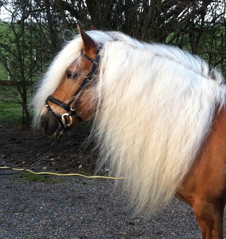 Haflinger WELTENSTOLZ billede 18