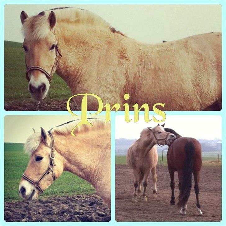 Fjordhest Prins - Velkommen til Prins' profil :-) billede 1