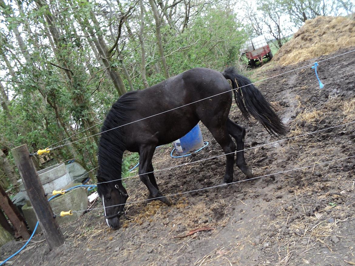 Anden særlig race Filly billede 17