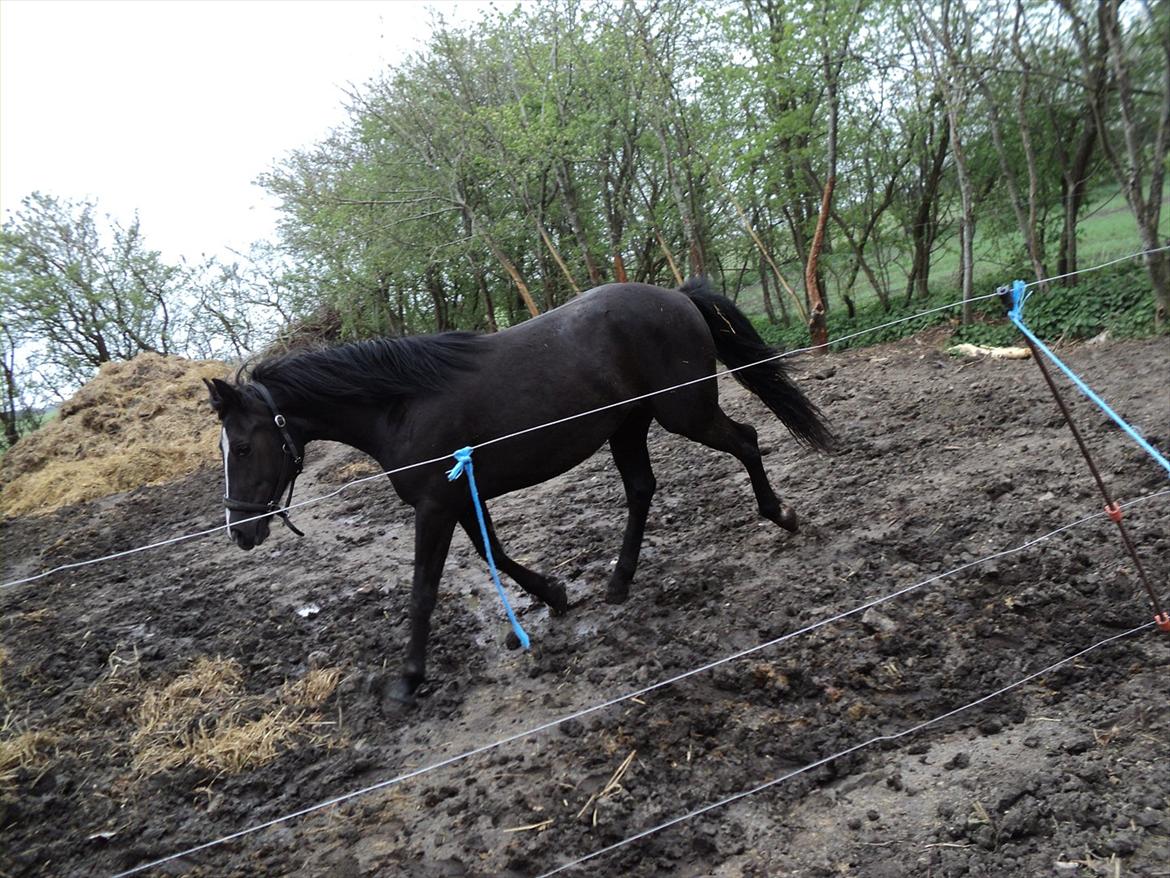 Anden særlig race Filly billede 18