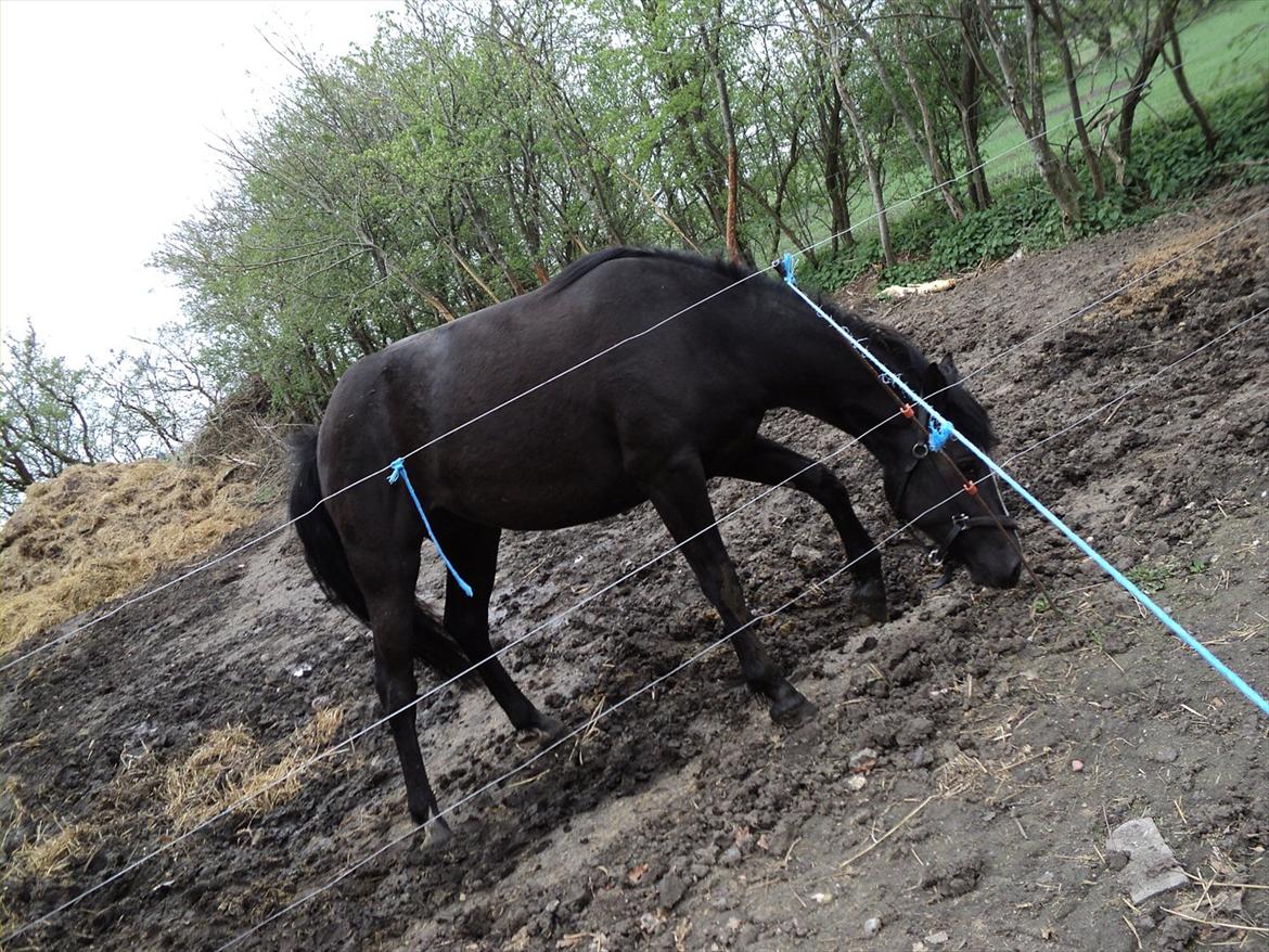 Anden særlig race Filly billede 19