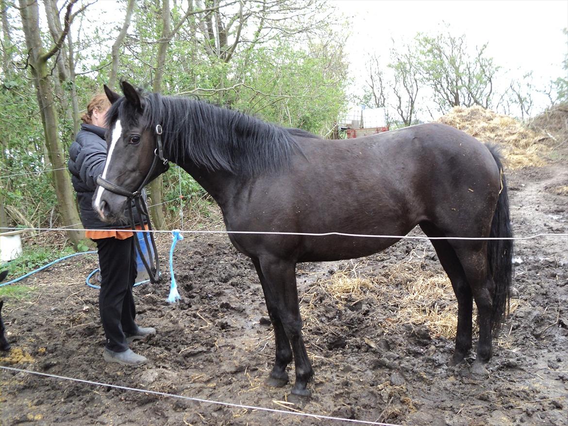 Anden særlig race Filly billede 20