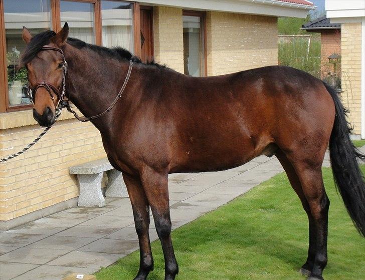 Anden særlig race Santos - Santos er på besøg hjemme i haven. billede 5