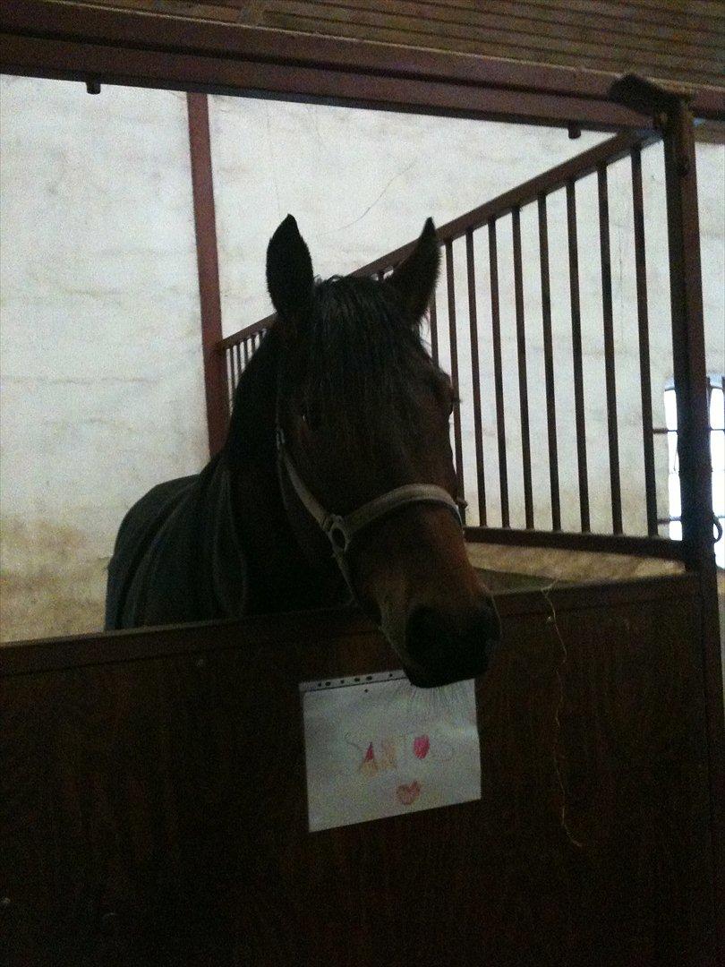 Anden særlig race Santos - Første dag i den nye stald billede 3