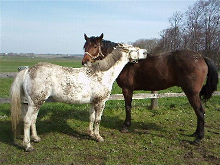 Anden særlig race Santos - Santos og hans kæreste Sille billede 4