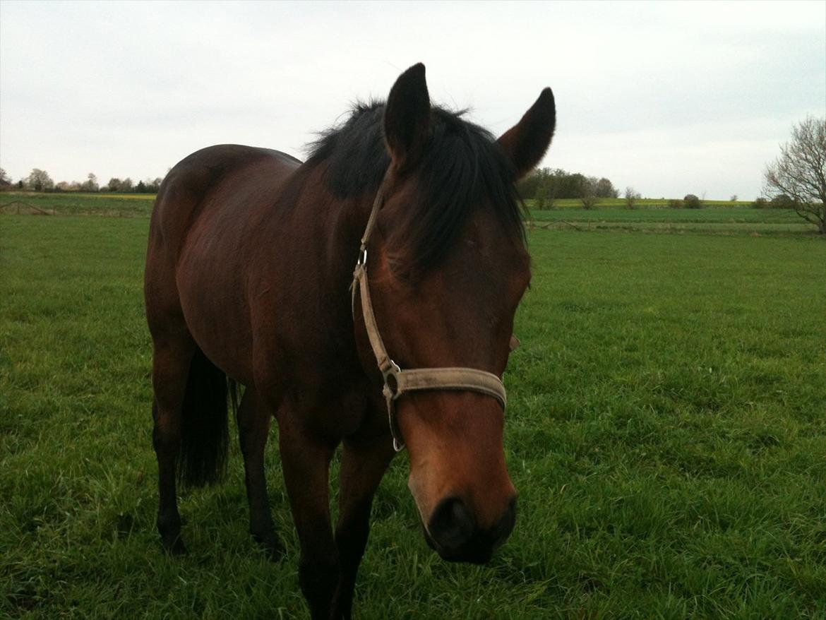 Anden særlig race Santos - Santos på græs. billede 6