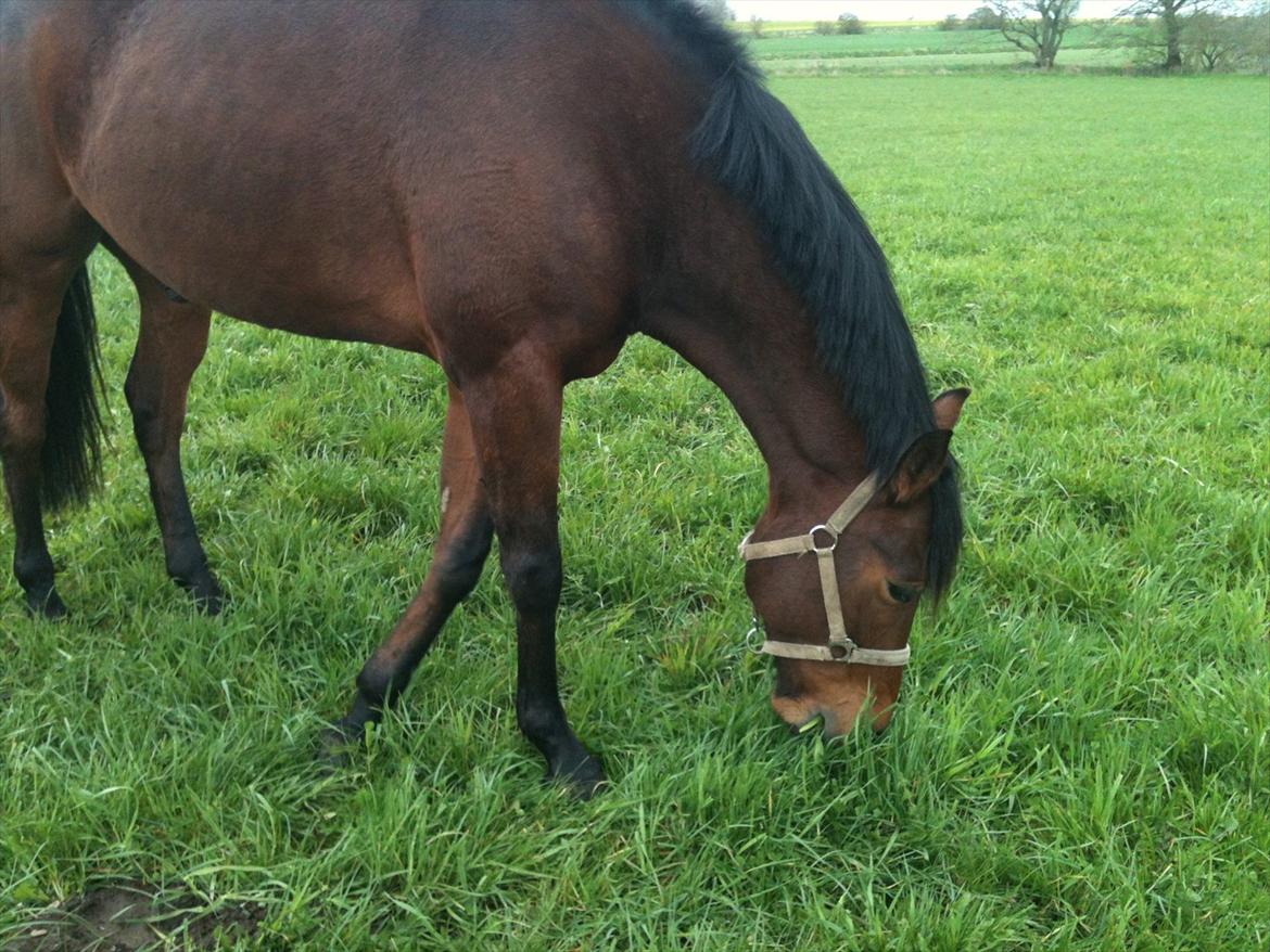 Anden særlig race Santos - Santos gør det han elsker allermest nemlig at spise. billede 7