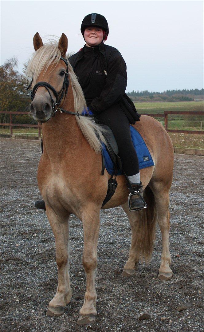 Haflinger Rabæks Cuba - Gulddrengen billede 12