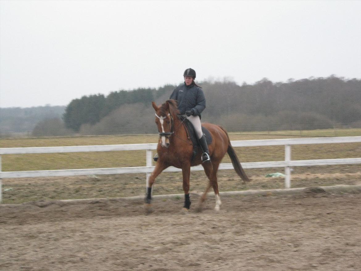 Dansk Varmblod Soks Søgård billede 2