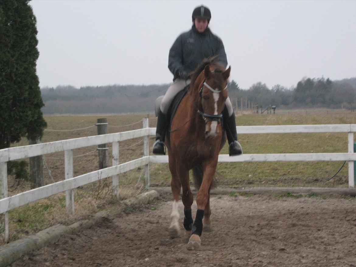 Dansk Varmblod Soks Søgård billede 3