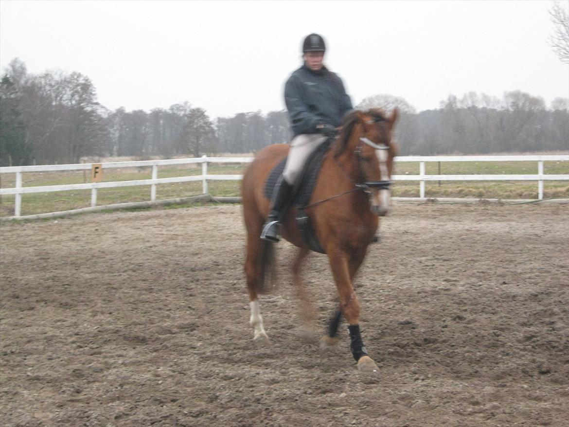 Dansk Varmblod Soks Søgård billede 4