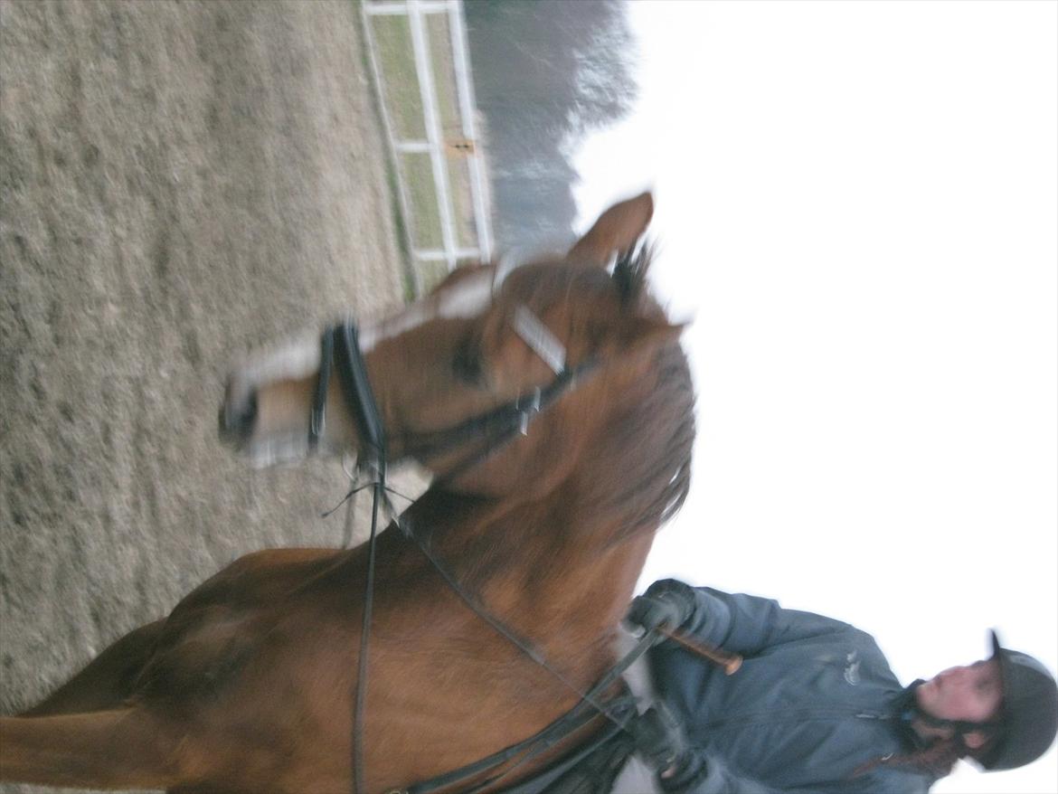 Dansk Varmblod Soks Søgård billede 5